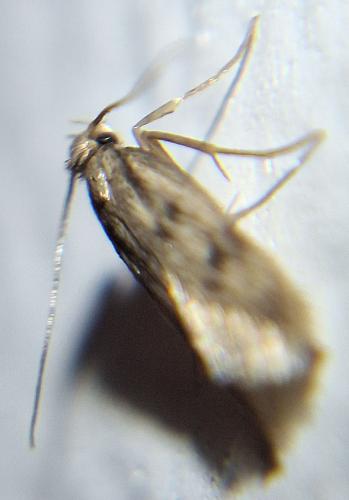 Réf. 349 734 : Borkhausenia nefrax